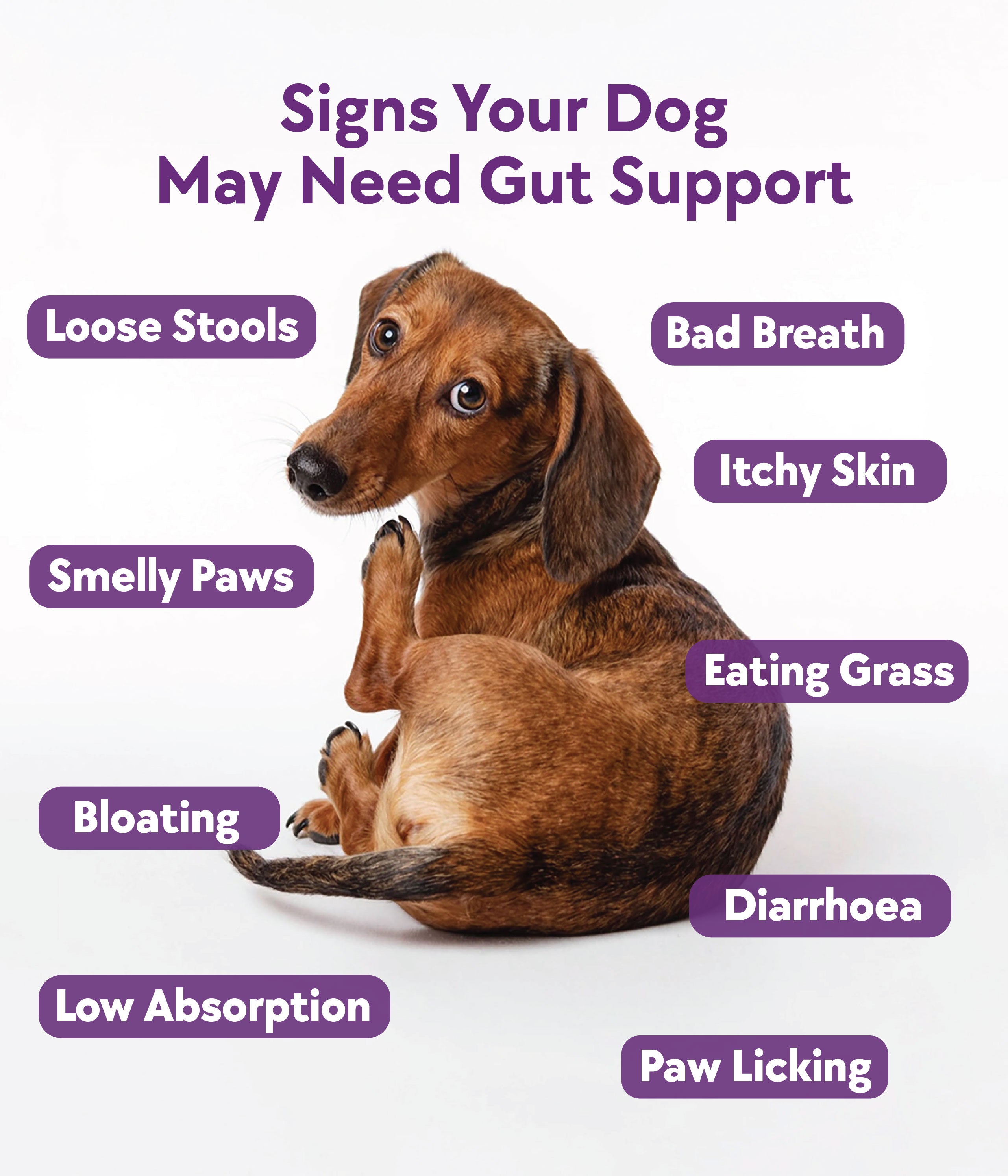 Digestive Support Formula