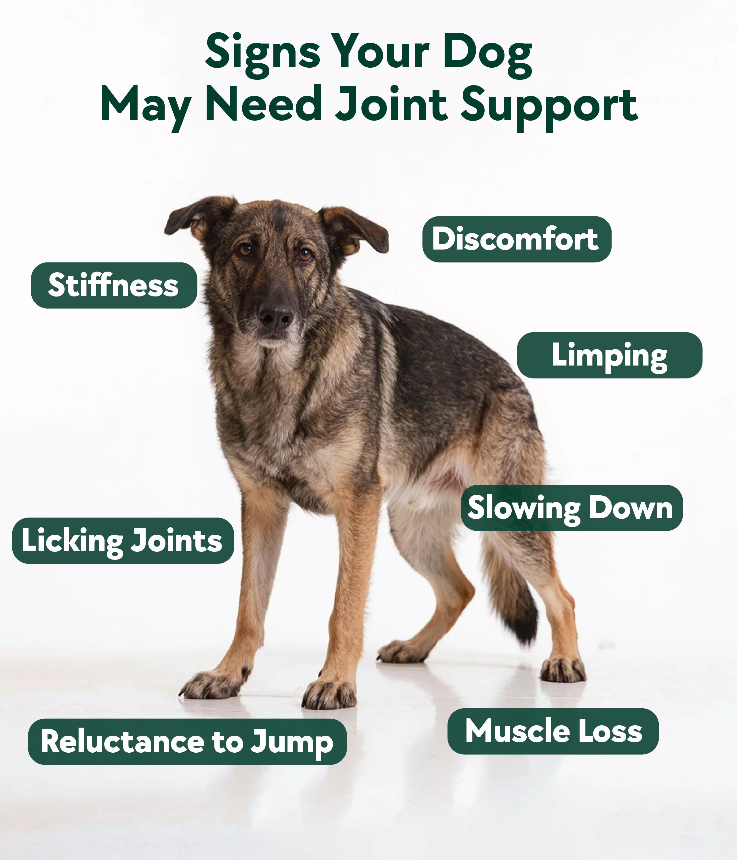 Hip & Joint Formula
