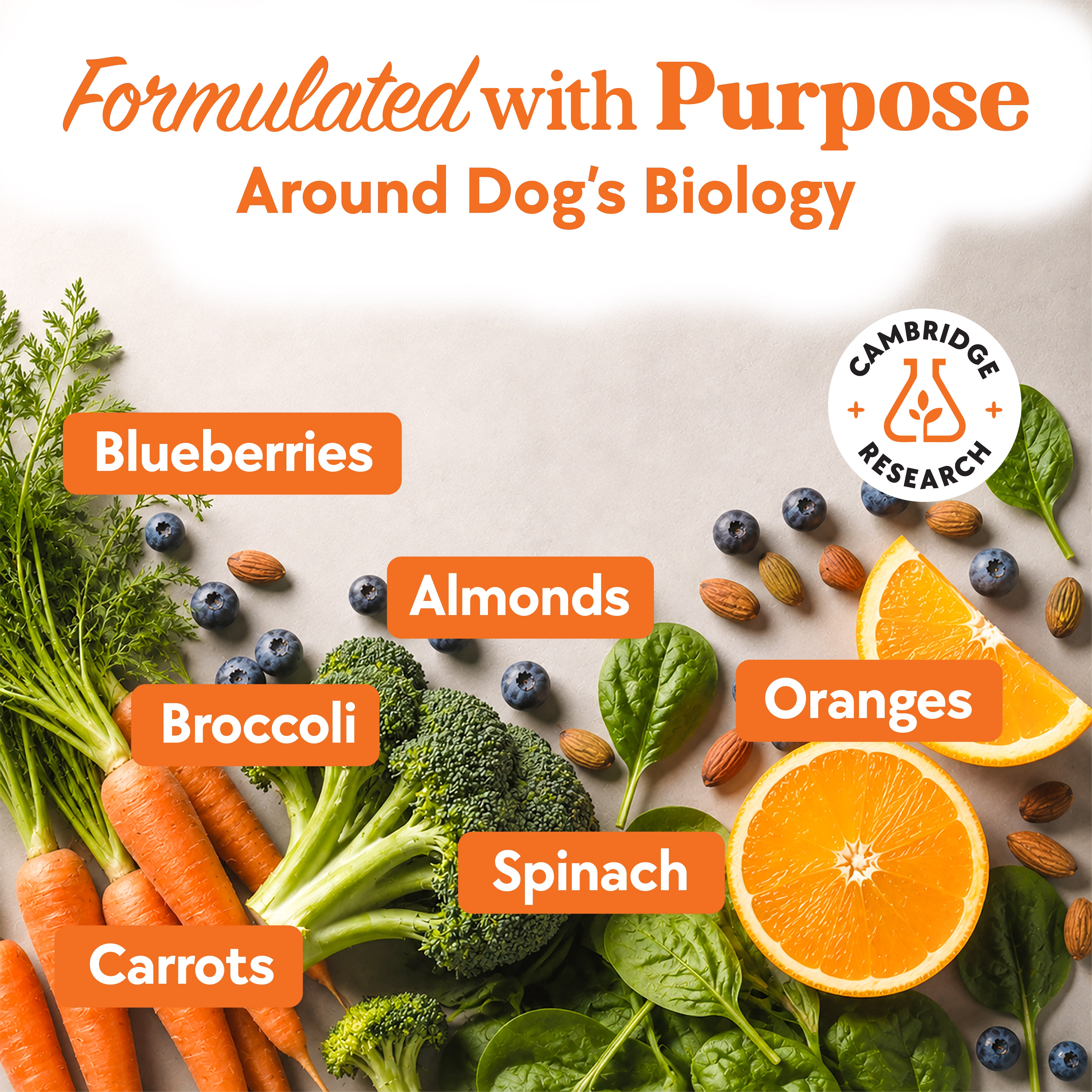 Daily Multivitamin Formula
