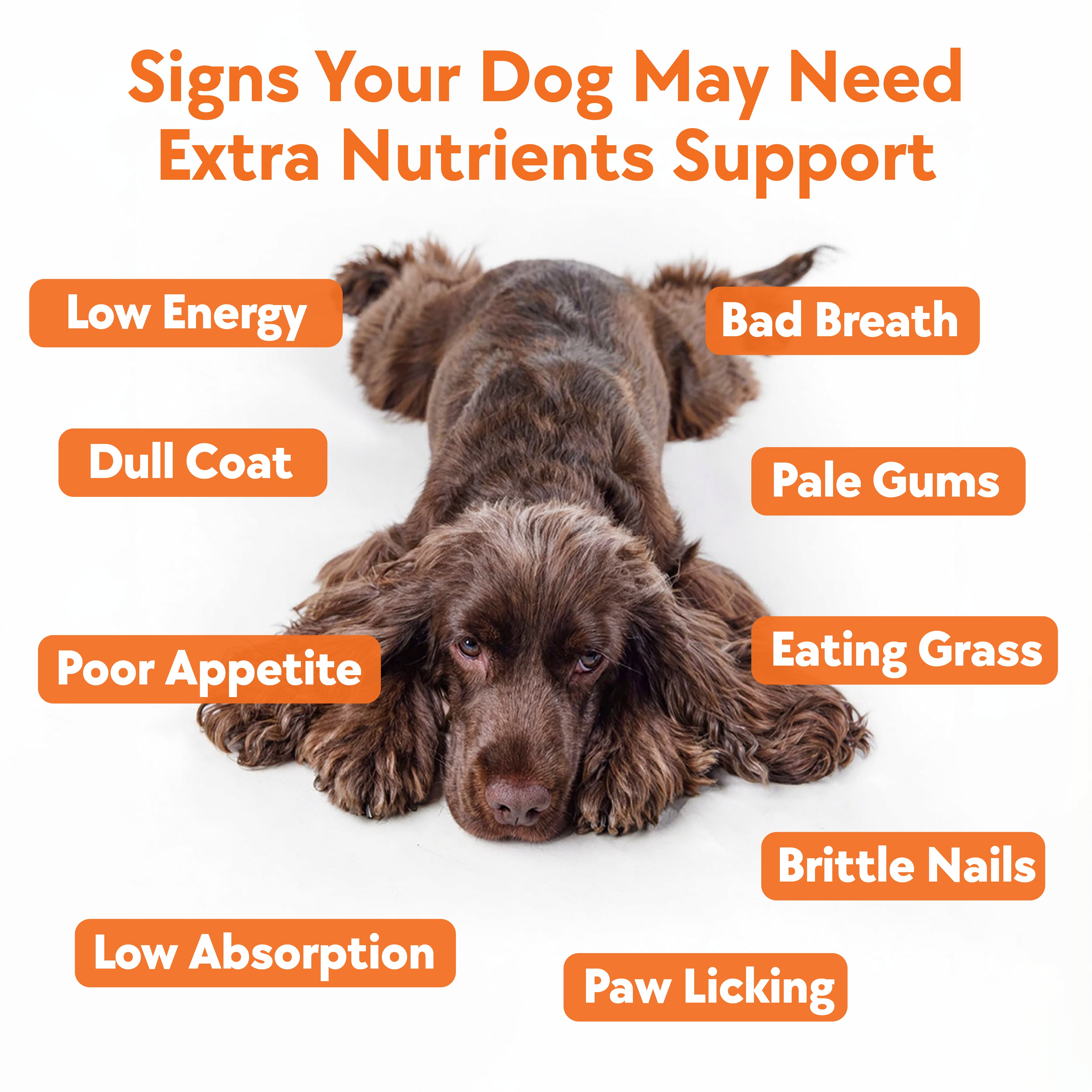Daily Multivitamin Formula