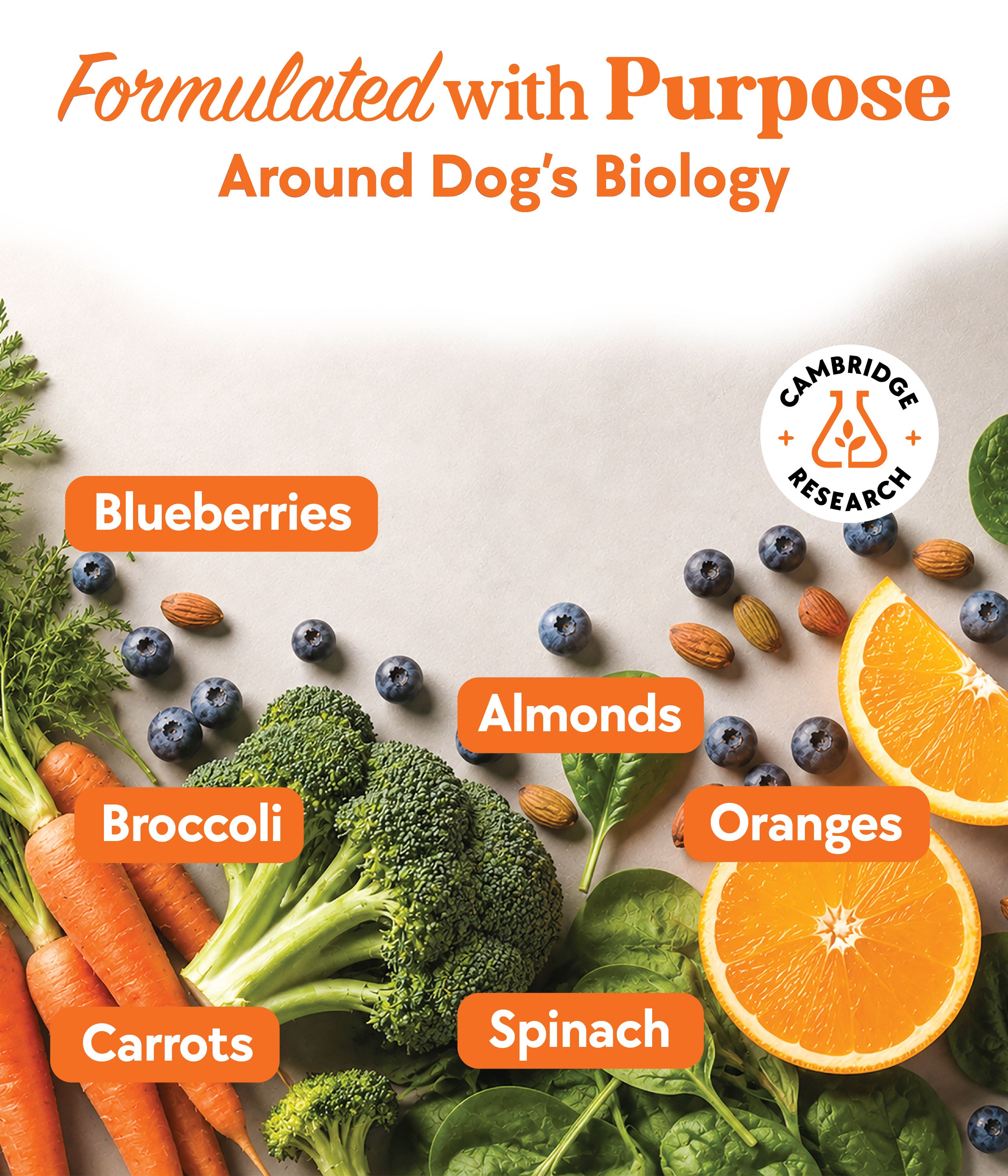 Daily Multivitamin Formula