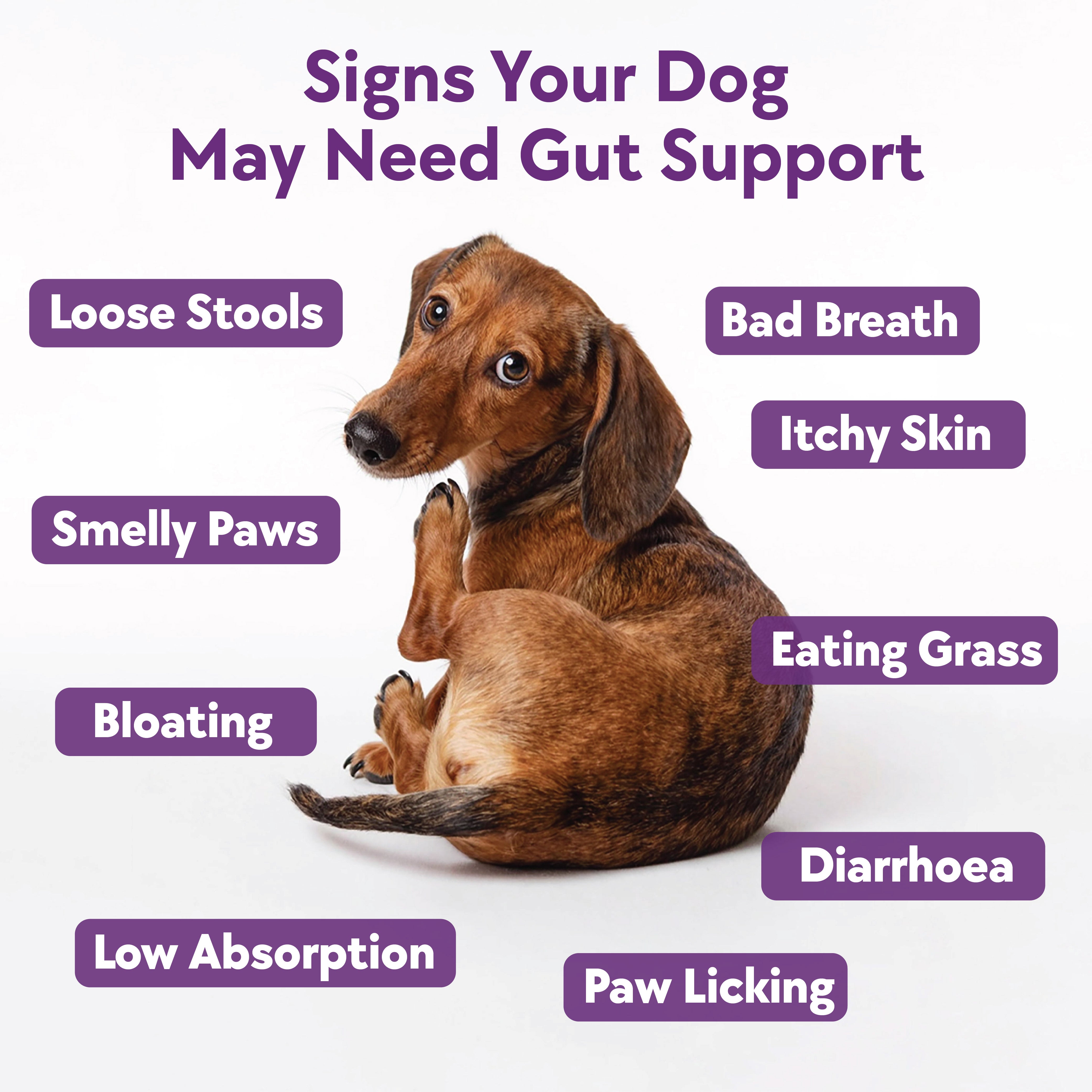 Digestive Support Formula