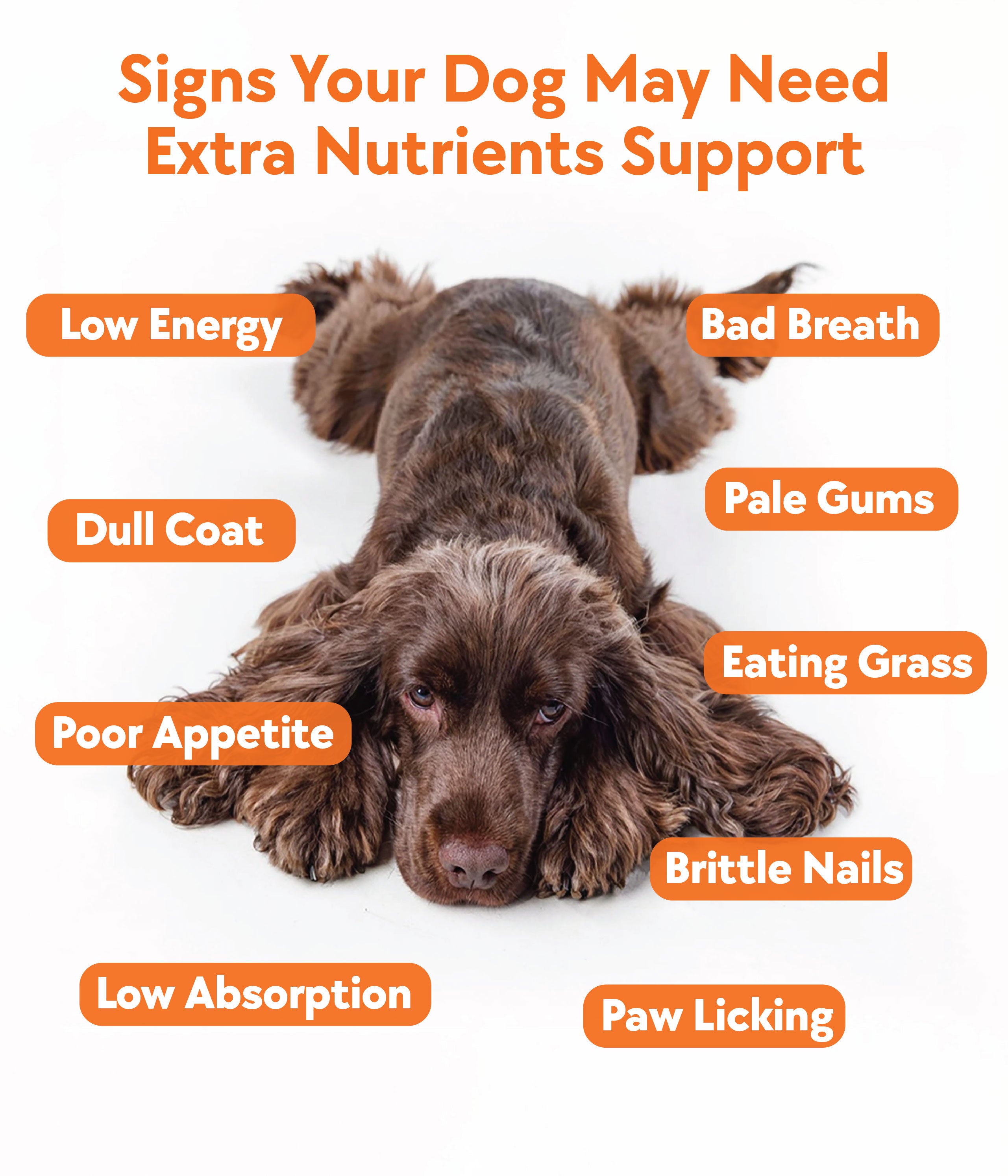 Daily Multivitamin Formula